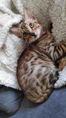 Image 2 of Incredible Pedigree TICA reg Bengal kitten Durham + FREE
