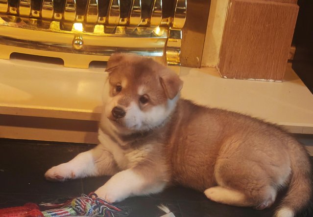 Preview of the first image of Akita/husky mix puppies.