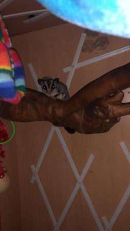 Image 4 of 7/8 month old male sugar glider and set up