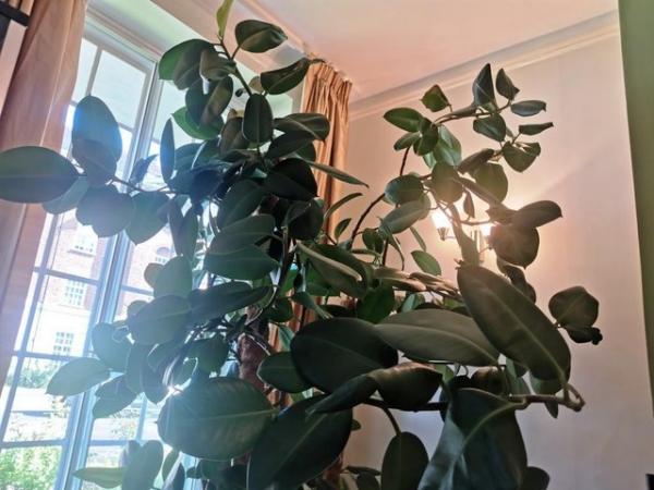 Image 2 of Houseplant Large & Tall Rubber plant