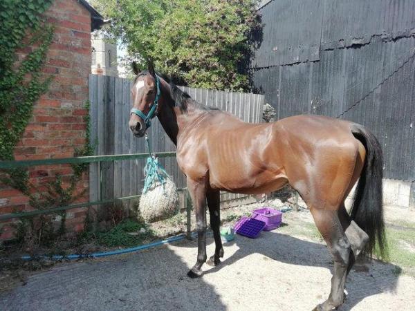 Image 2 of 16.2 gelding, ex racer project for sale