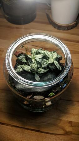 Image 7 of Glass Jar Terrarium with Fittonias Moss and Peperomia