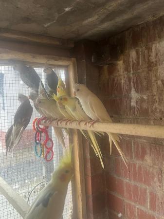 Image 2 of Cockatiels for sale in different colours