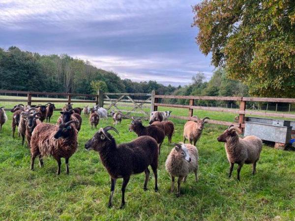 Image 1 of Soay sheep for sale lambs, ewes, shearling rams