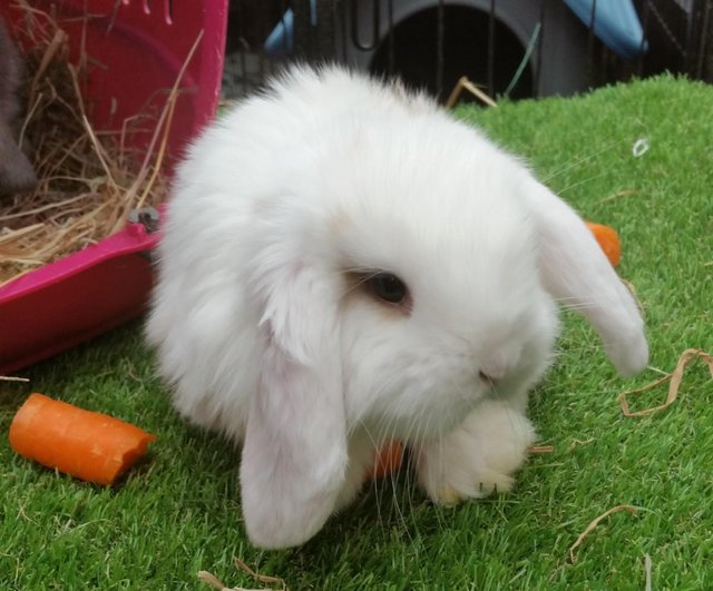 Preview of the first image of Giant French Lop babies - fully vaccinated 3 in 1.