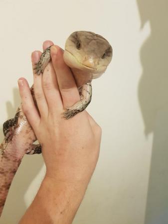 Image 4 of Adult male Blue tongue skink