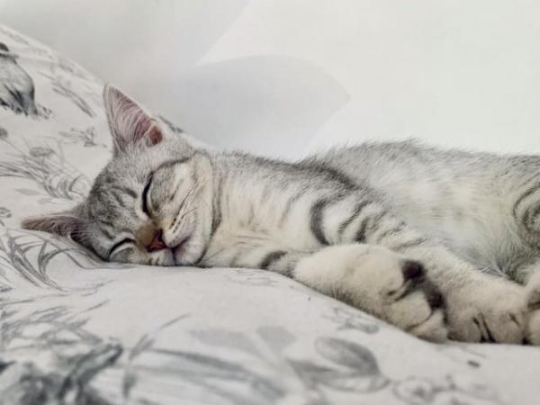 Image 4 of Ragdoll x Mainecoon x British Shorthair Silver Kittens