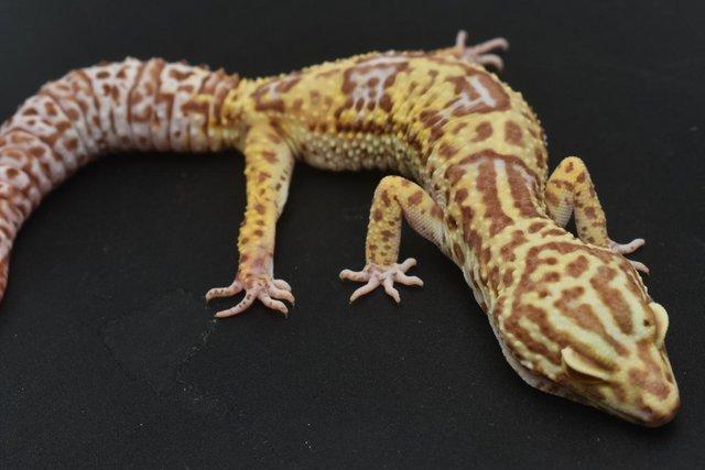 Image 3 of 1.4 Bold Bell Albino leopard Gecko group