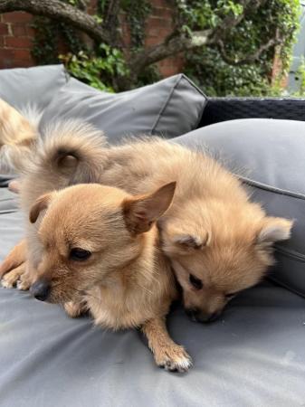 Image 6 of Ten week old pomchi pups . Microchipped and vaccinated.