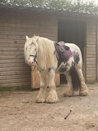 Image 5 of 12 hh stunning cob gelding for sale
