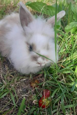 Image 1 of Lionhead with mini lop, 9 weeks old beautiful friendly baby