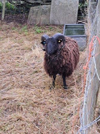 Image 3 of 4 Pure Bred Shetland Rams for sale