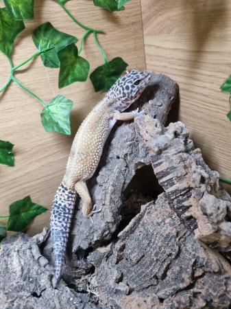 Image 1 of Wonderful Leopard Gecko for sale
