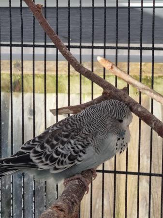 Image 1 of Budgies baby parrots for sale