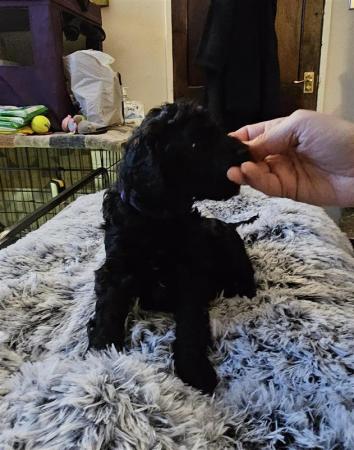 Standard Poodle Puppies Mixed litter for sale in York, North Yorkshire - Image 9