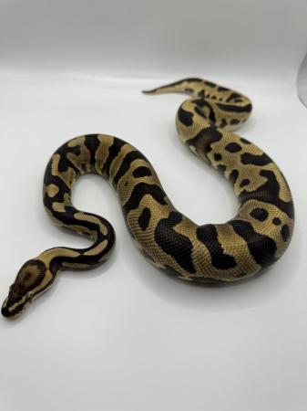 Image 2 of Male and female ball pythons for sale