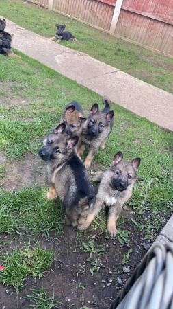 Image 10 of German Shepard puppies for sale