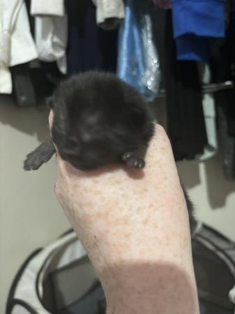 Image 6 of 1 Black kitten for sale