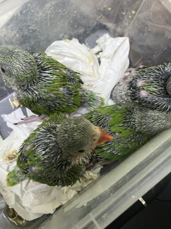 Image 3 of Indian ringneck babes parrots