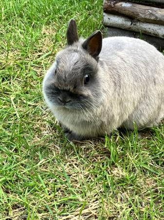 Image 7 of Netherland Dwarf Rabbits for sale