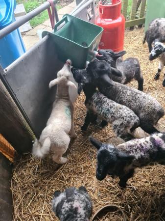 Image 4 of CADE BOTTLE FED FED LAMBS TEXEL, SUFFOLK AND CHAROLAIS X