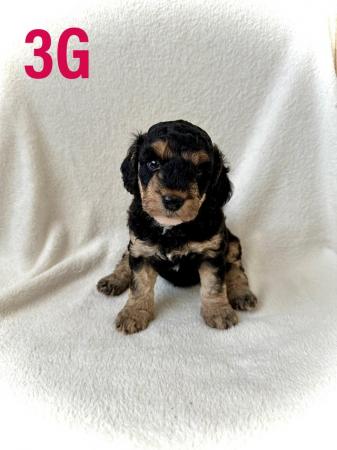 Image 12 of F2 Cockapoo Puppies Pra & Fn Clear  REDUCED