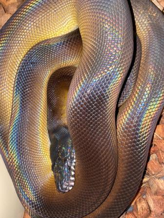 Image 6 of Northern White lip python