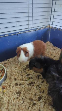 Image 5 of Guinea pigs, cage and accessories for sale