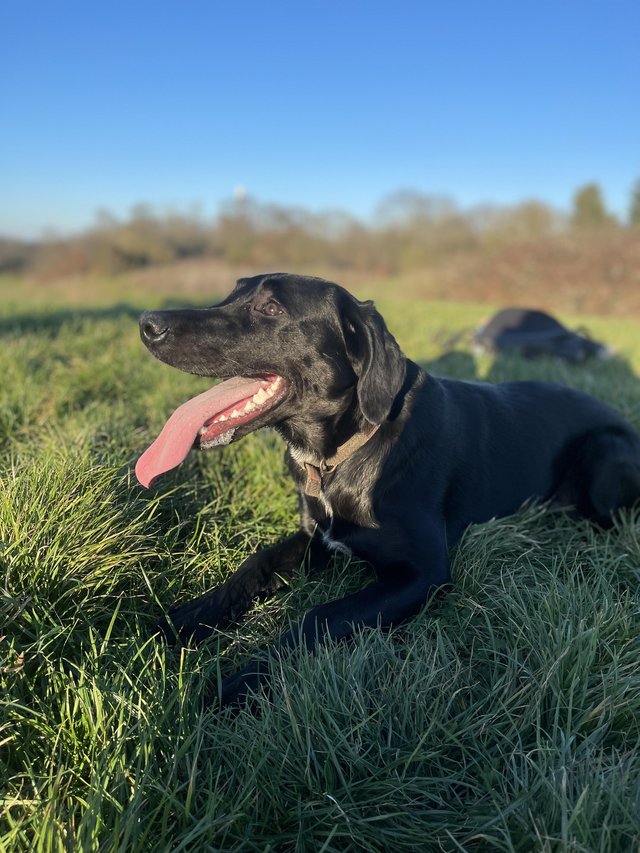 Looking to rehome - border collie x labrador — photo 4 of 4