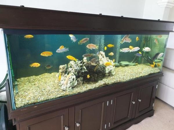 Image 5 of A complete malawi ciclid tank 6' x 2 x 2 with filter system.