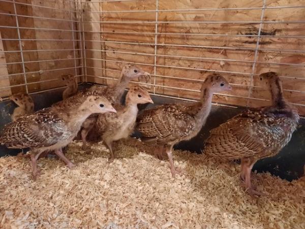 Image 1 of Bourbon red x Bronze Turkey unsexed poults.