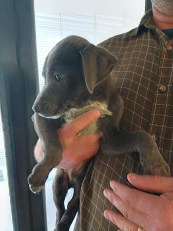 Image 23 of Ready to leave now - smooth haired lurcher puppies