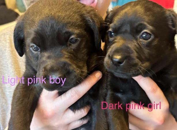 Image 6 of Black Labrador pups(last couple available)