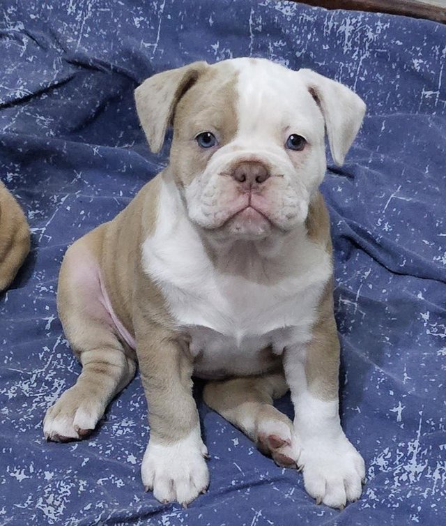 Preview of the first image of Beautiful bantam bulldogge puppies.