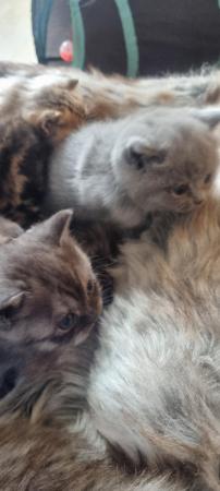Image 8 of Full British short-haired kittens