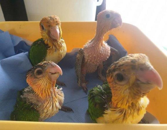 Image 23 of Hand Reared Yellow Thighed Caiques