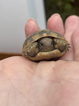 Image 5 of Hermann tortoise 2024 hatchlings for sale