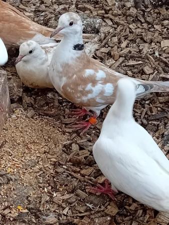 Image 4 of Breeding pairs of jarva doves
