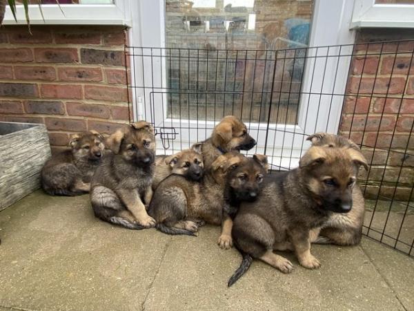 Image 4 of Fully vaccinated , healthy German Shepherd Puppies