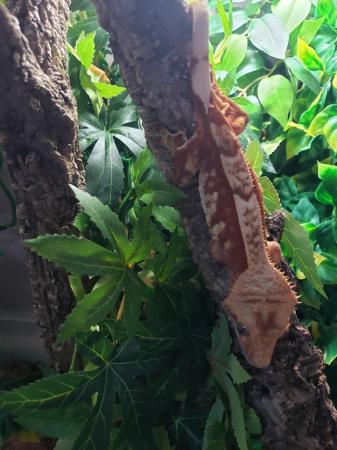Image 2 of Beautiful Red Harlequin Pinstripe Crested Gecko