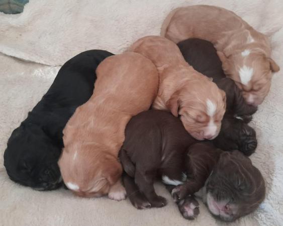 Image 3 of Stunning Sprocker Puppies ALL SOLD NOW !!!