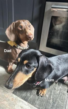 Image 13 of Beautiful Girl Dachshunds, ready to leave 8th May.
