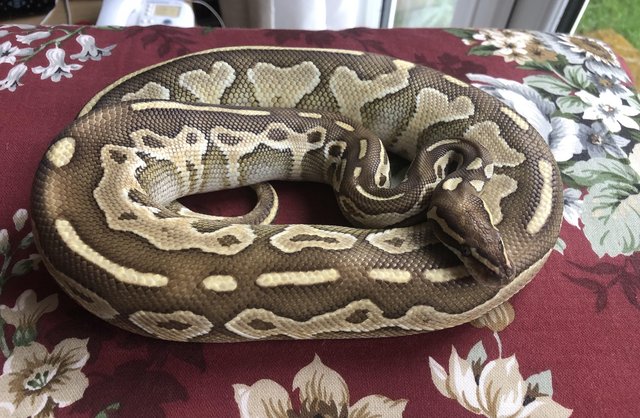 Preview of the first image of Mojave cinnamon poss fire Royal Python.