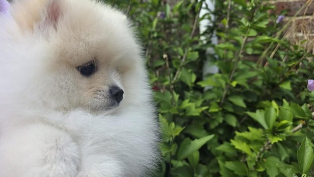 Image 7 of Fluffy KC registered Pomeranian Puppies