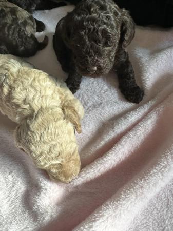 Image 3 of REDUCED READY NOW Gorgeous cockapoo puppies.