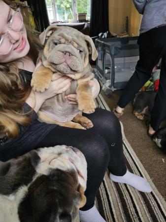 Image 1 of Chunky male bulldog puppy for sale