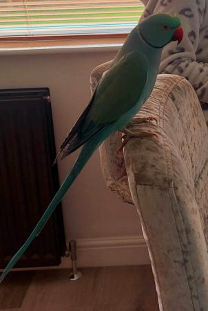 Image 5 of Blue Indian ring neck talking parakeet