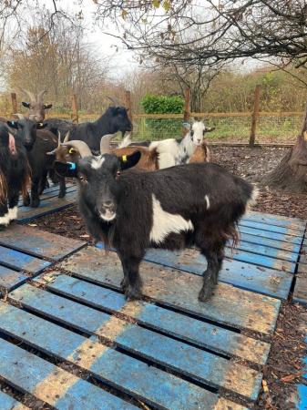 Image 3 of Pygmy Goats For Sale Only Males Left!