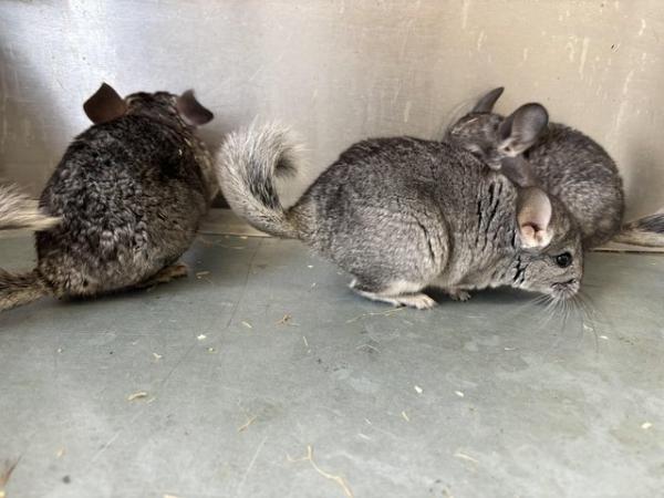 Image 4 of Various chinchillas available