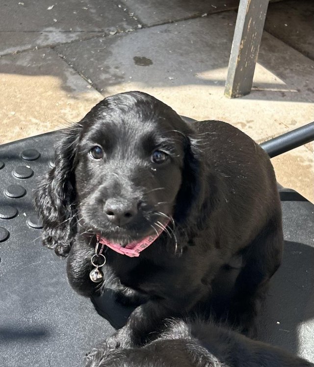 Preview of the first image of Cocker spaniel pup pedigree.